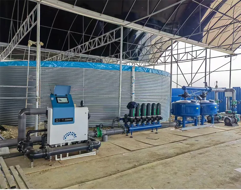 Progetto di coltivazione del substrato di mirtillo Yunnan China