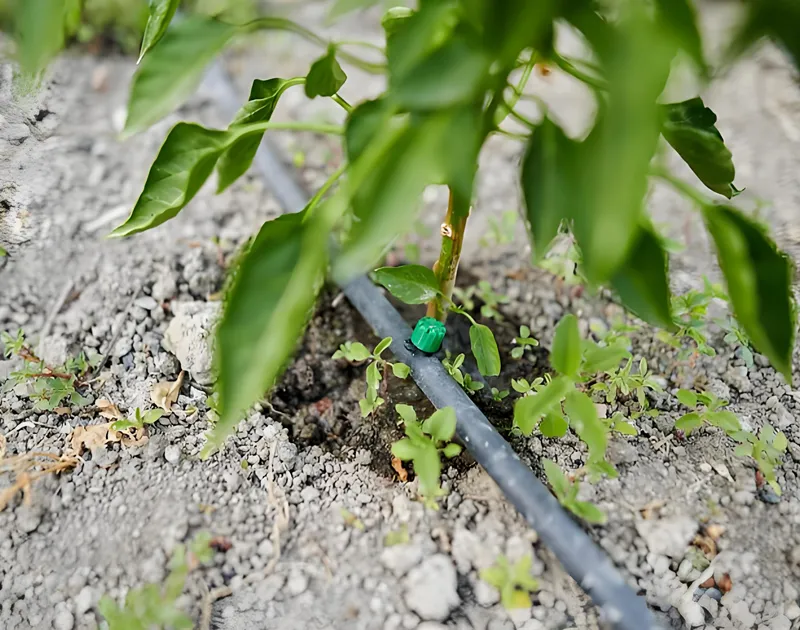 Sistema di irrigazione a goccia